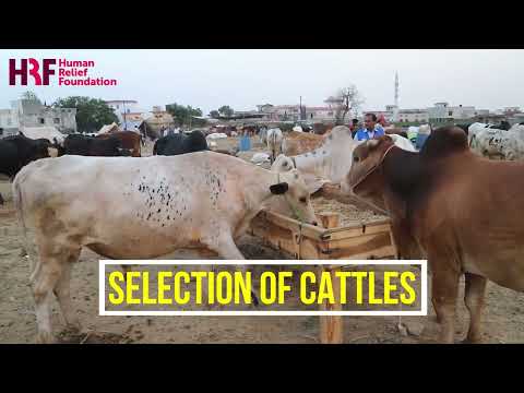 Qurbani Meat Distribution 2025